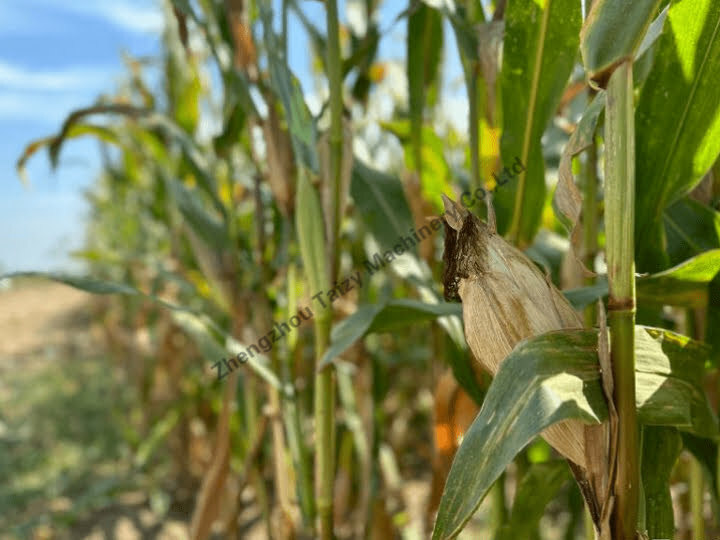 corn with straw