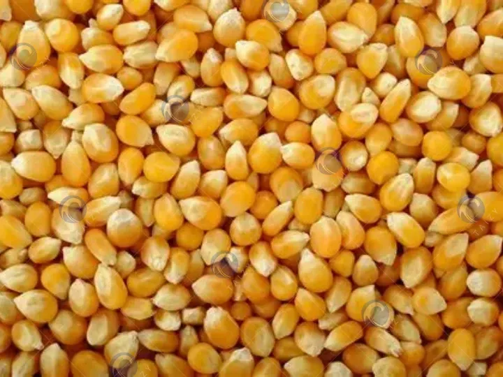 corn seeds cleaned by corn cleaner