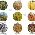 application of multifunctional maize thresher