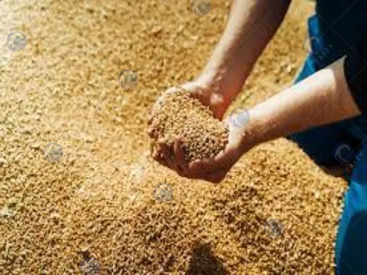 wheat after drying in mobile grain dryer