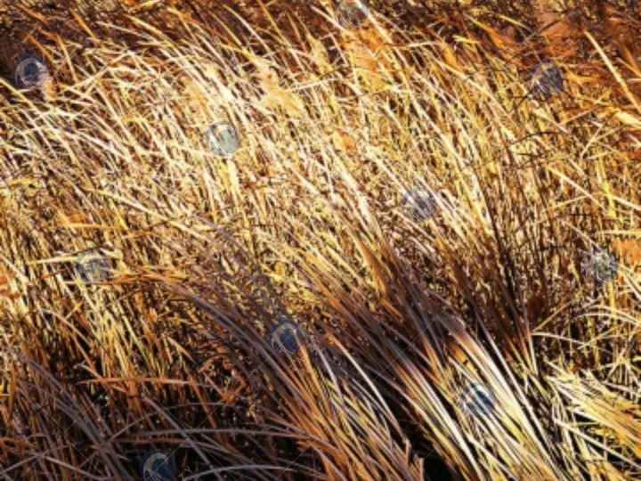 تطبيق آلة التشكيل للعلف المخمر