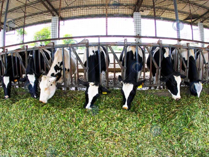 application of maize silage