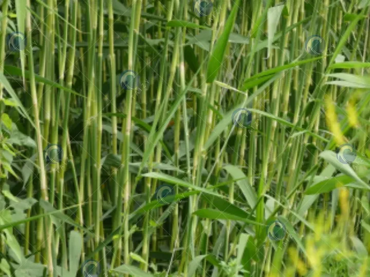 تطبيق آلة التشكيل للعلف المخمر