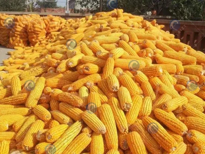 corn harvested by maize harvester