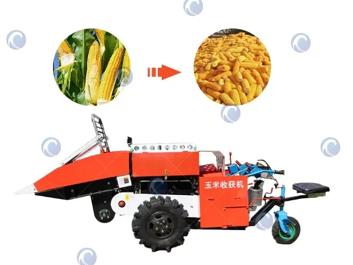 Maize harvesting machine with seat