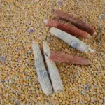 threshing effect of corn thresher