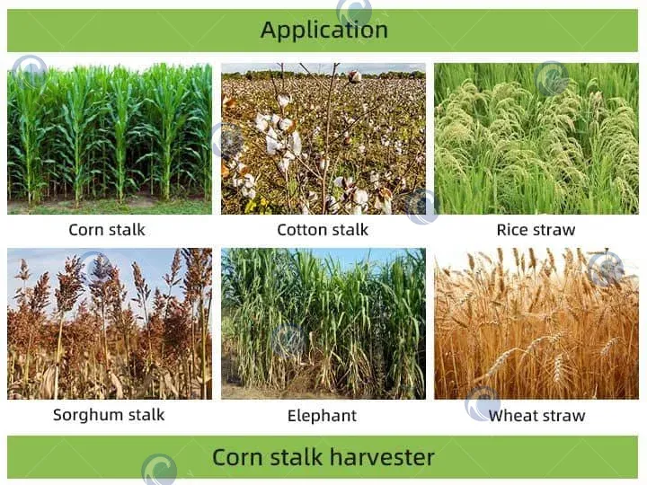 application of corn sialge harvester