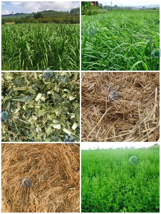 克拉斯青贮打包机的应用