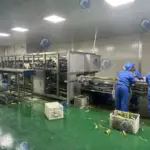 máquina de remoção de casca de milho