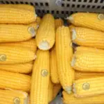 Milho descascado