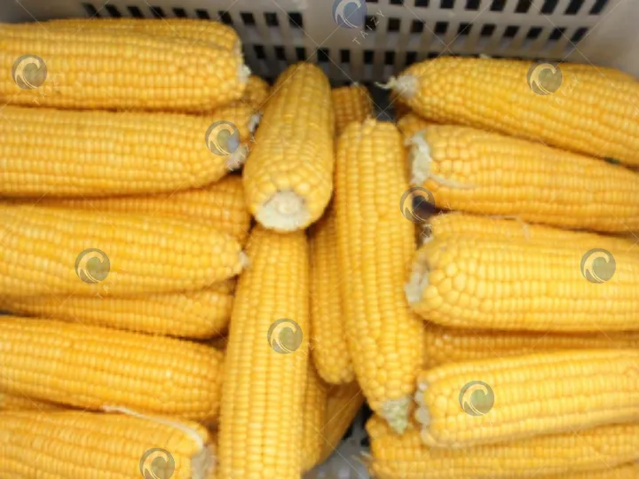 剥壳玉米