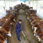 application scenario of silage spreader